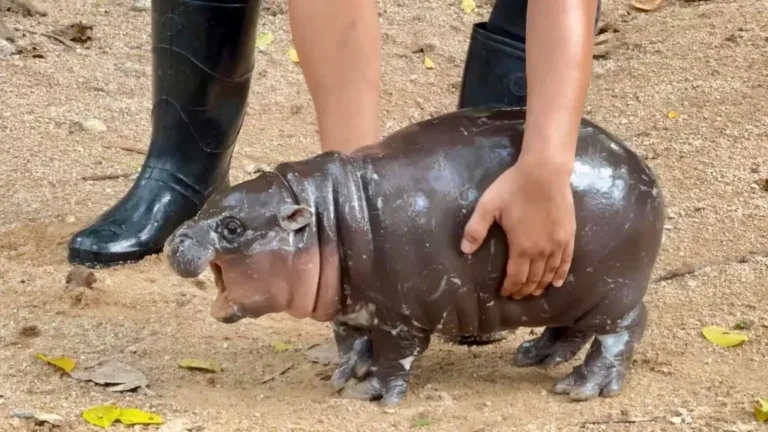 Moo Deng: The Baby Pygmy Hippopotamus Captivating Hearts in Thailand - See Its Cute Pics!